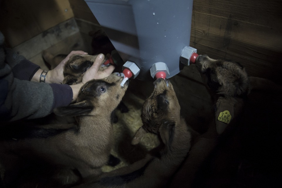 La Pasqua è alle porte: i capretti vanno a ruba
