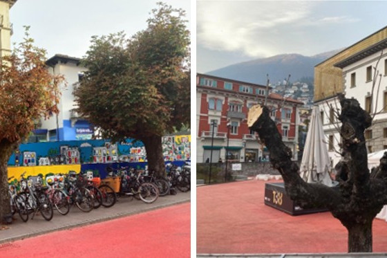 Alberi abbattuti e potature: dubbi sulla gestione del verde a Locarno