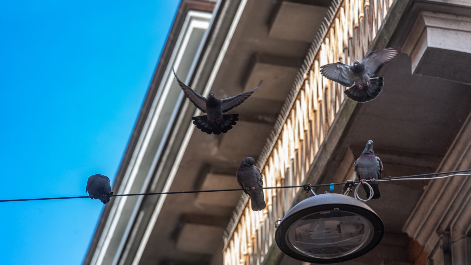 Guerra ai piccioni: «C'è chi li foraggia e non va bene»