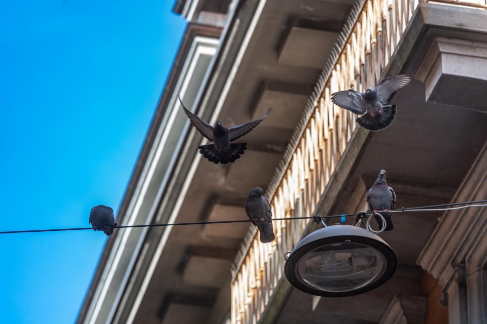 Guerra ai piccioni: «C'è chi li foraggia e non va bene»