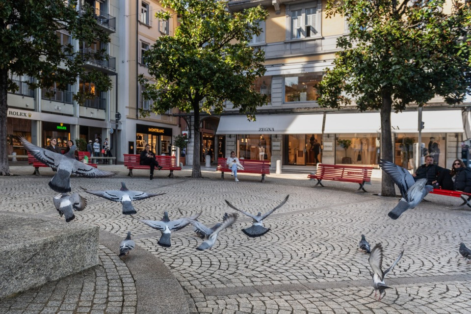 Lugano è il comune che abbatte più piccioni (anzi, l'unico)