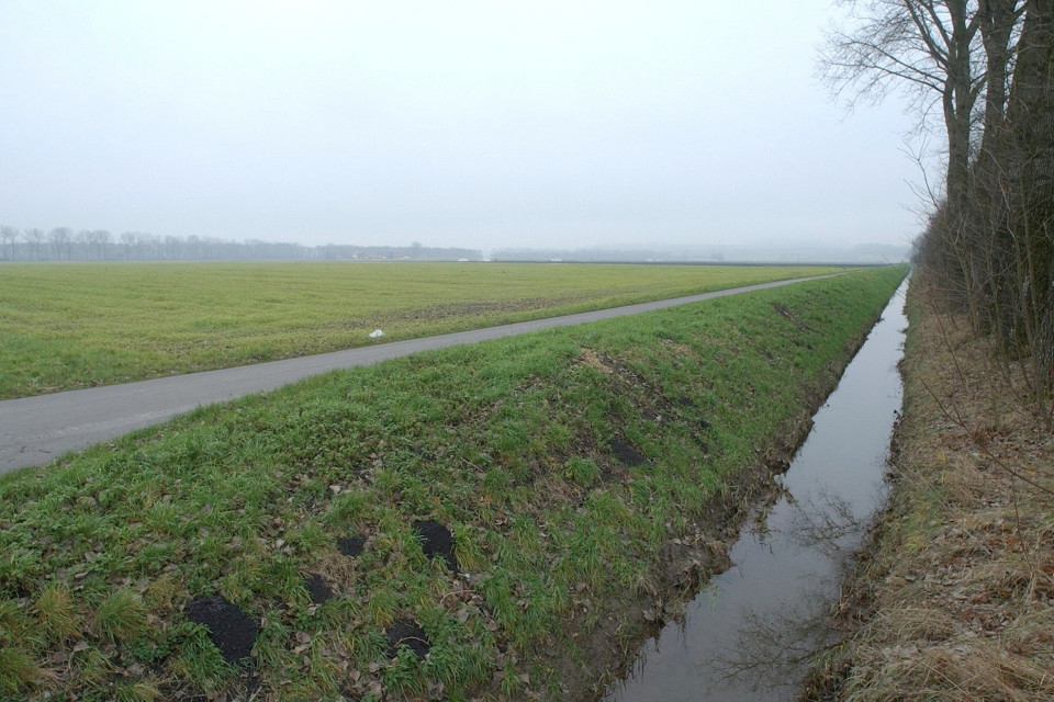 Moria di pesci nel canale di Galmiz, ignote le cause