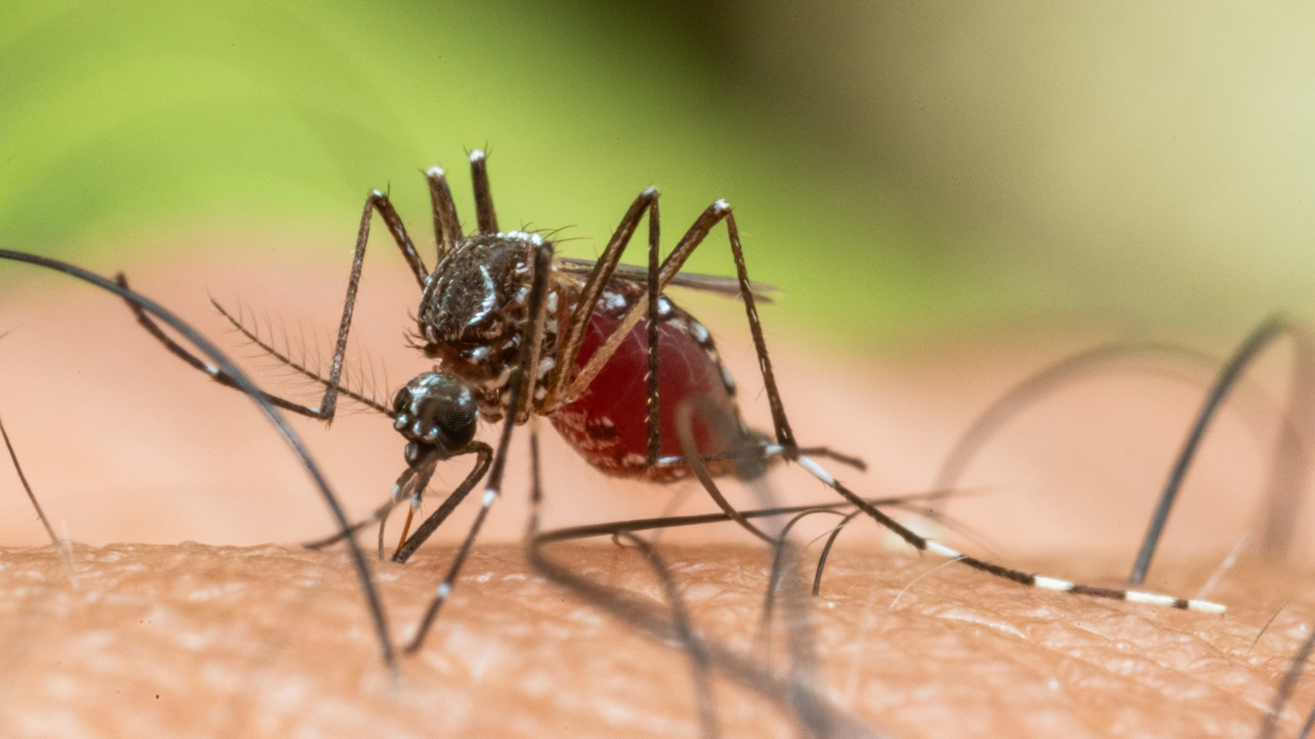 Zanzara tigre, a Chiasso tocca anche ai privati intervenire