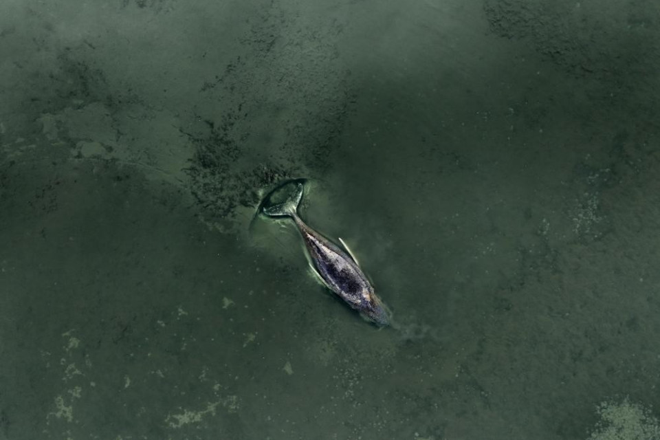 La megattera nel Baltico ancora in agonia, fra le proteste