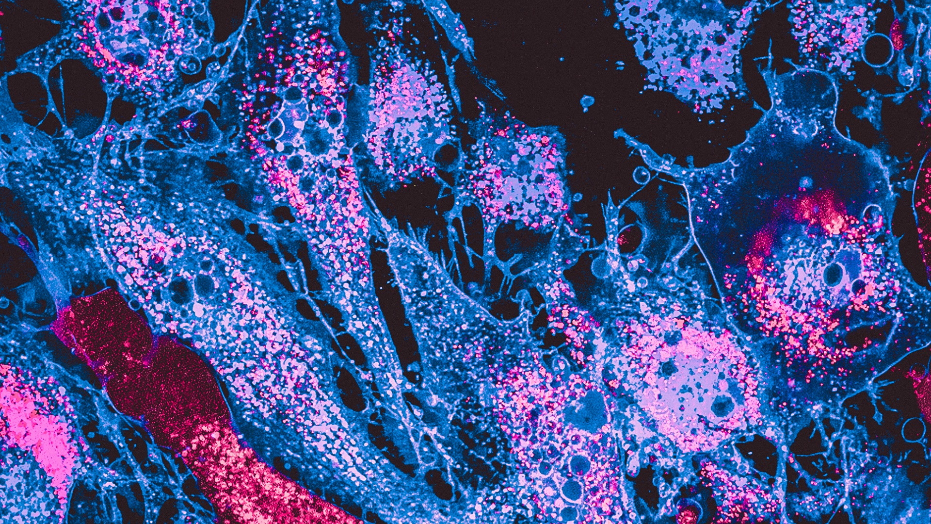 Creato un sistema per il trapianto di mitocondri sani