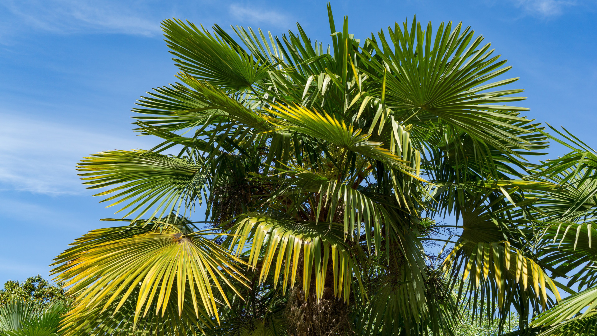 Contro le neofite invasive arriva un nuovo progetto pilota