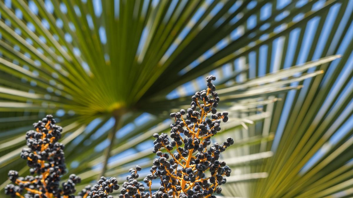 Palma di Fortune, anche Minusio interviene con nuove misure