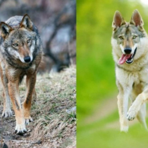 Al lupo, al lupo! Ma attenzione a non confonderlo con altre razze canine