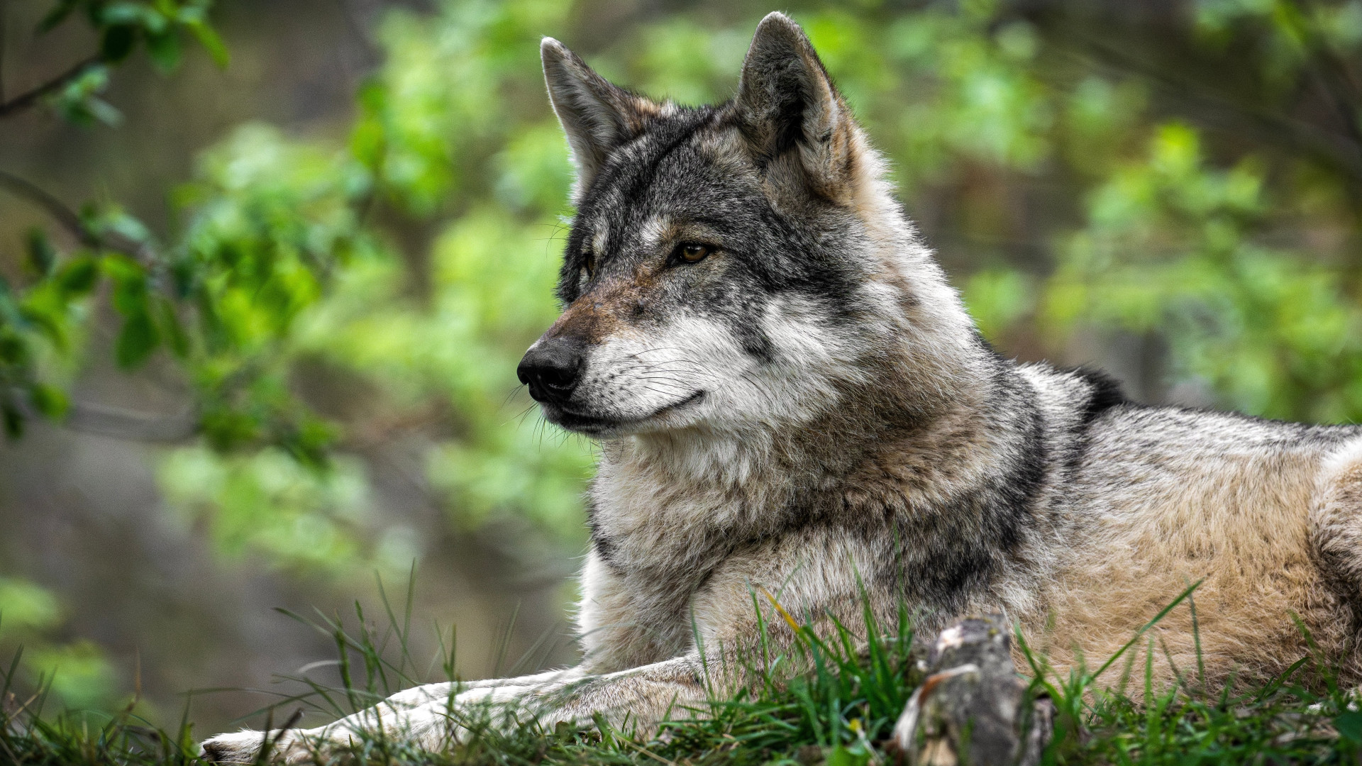 Lupa investita sulla strada cantonale in zona Stalvedro