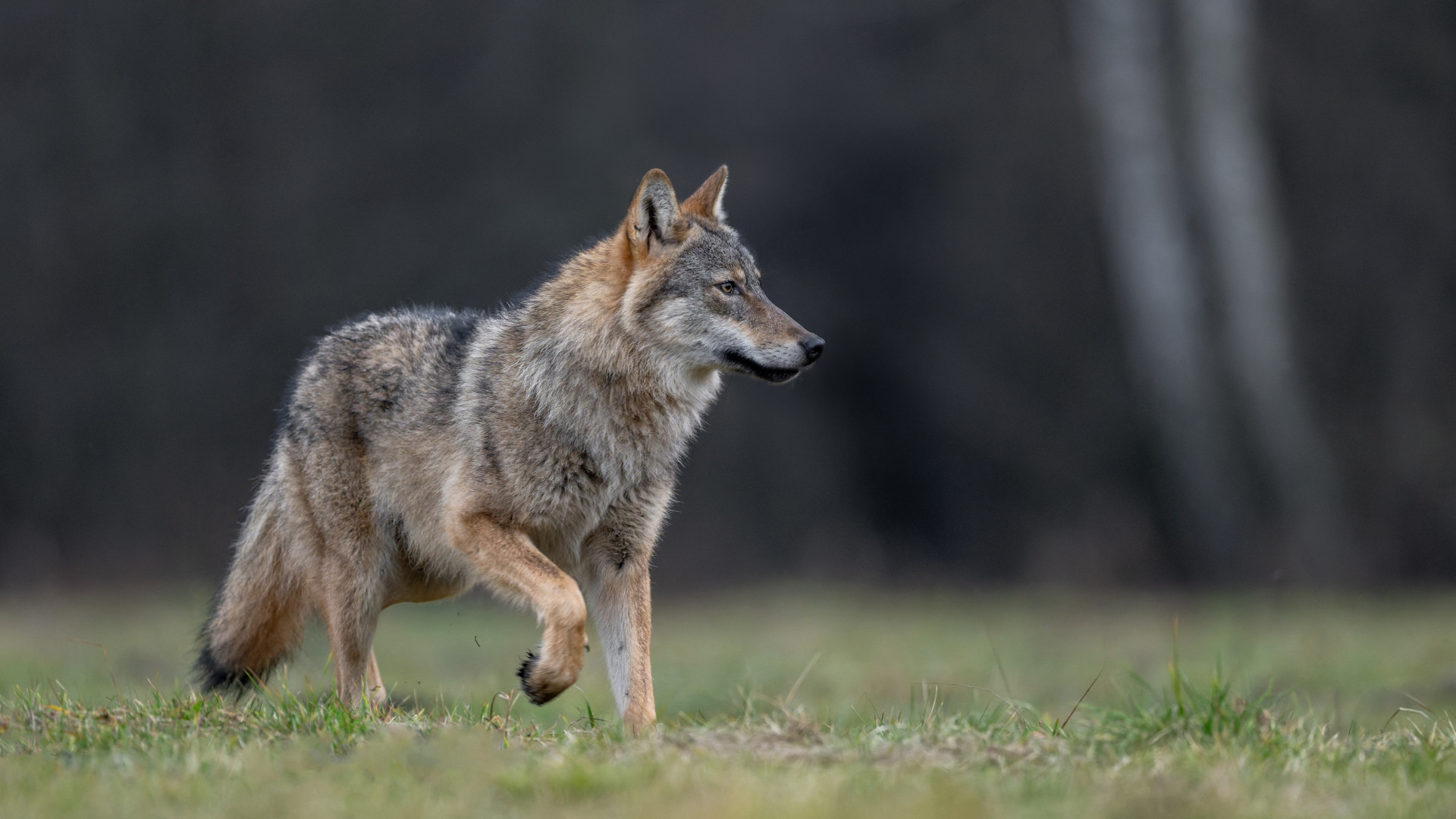 Lupo, «sì» dal Nazionale agli abbattimenti quando la popolazione supera il limite