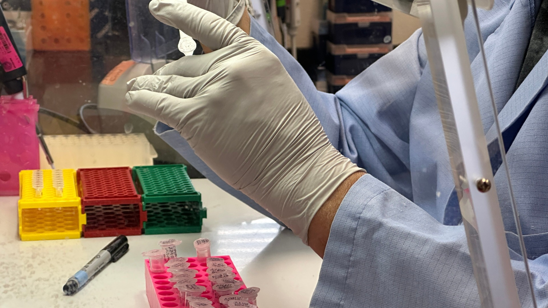 Ma che cos'è l'Hantavirus? Soprattutto, c'è da aver paura?