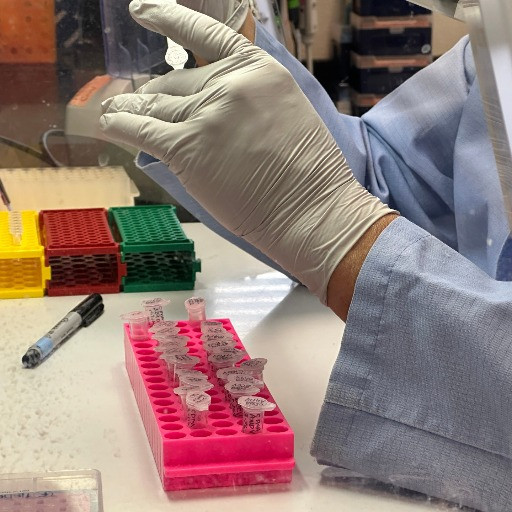 Ma che cos'è l'Hantavirus? Soprattutto, c'è da aver paura?