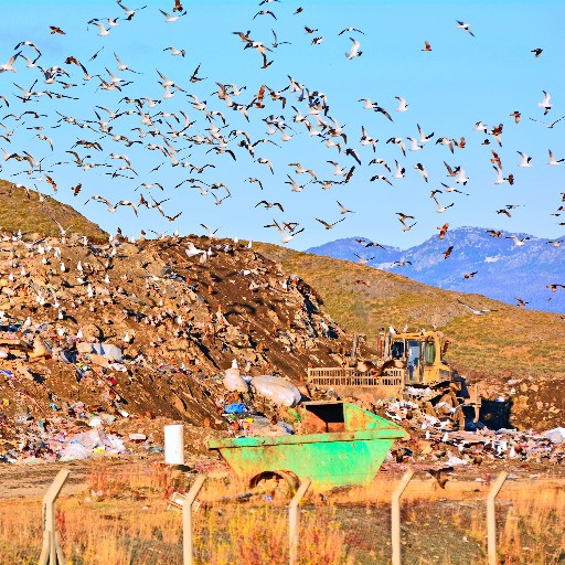 Hantavirus, c’è una discarica argentina come origine dell’epidemia?