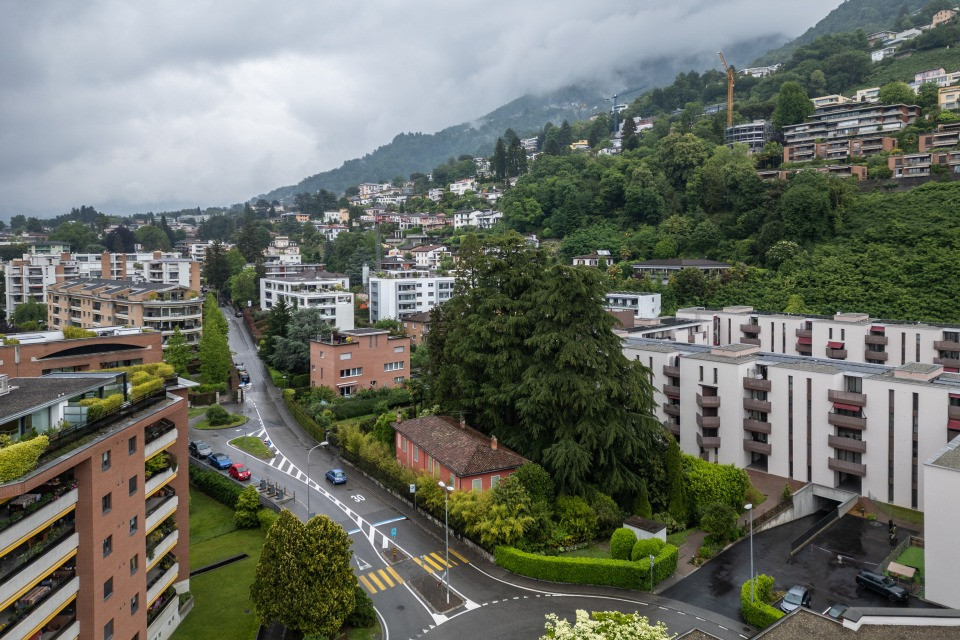 Una petizione per tutelare dei grandi alberi a Viganello
