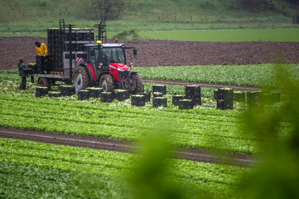 Agricoltura, nuovi aiuti da Berna per affrontare le sfide di mercato
