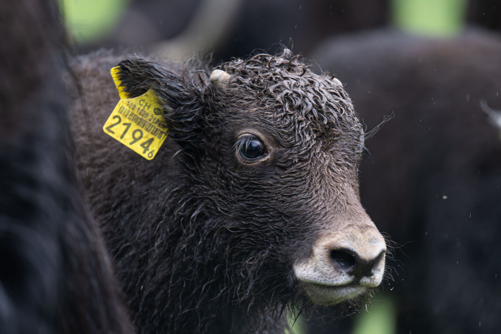 Un cucciolo di pochi mesi (foto Tipress- Pablo Gianinazzi)