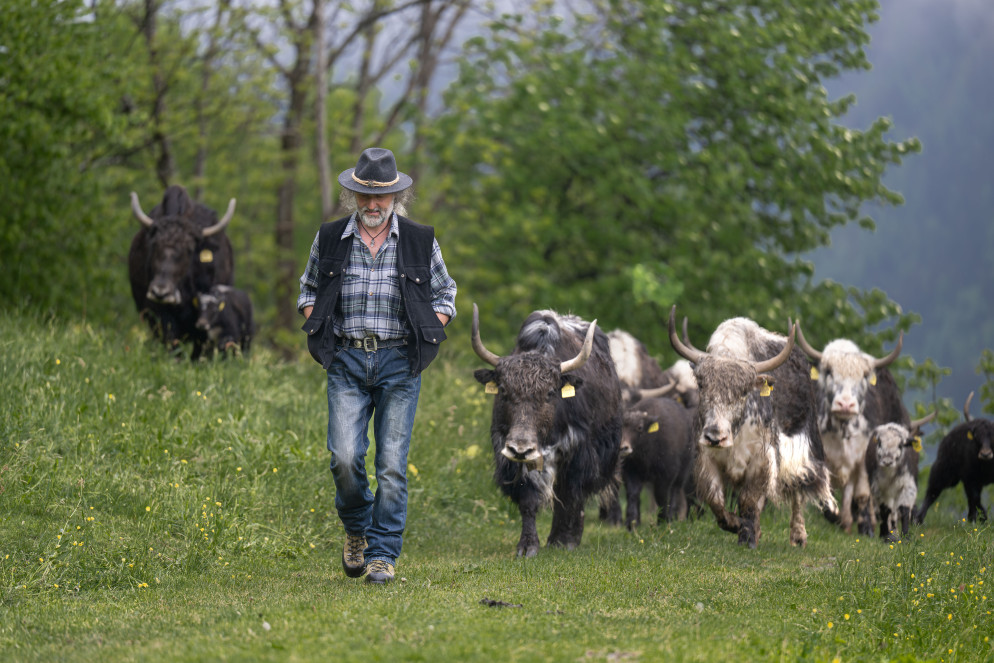 Zanucchi con la sua mandria (foto Tipress - Pablo Gianinazzi)