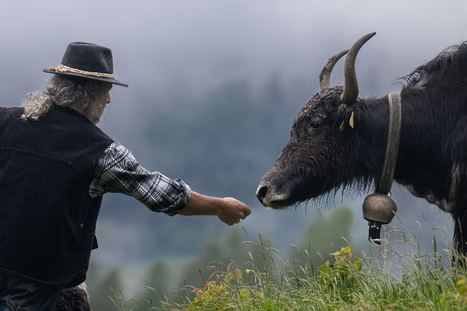 L'uomo che sussurra agli yak, in Leventina