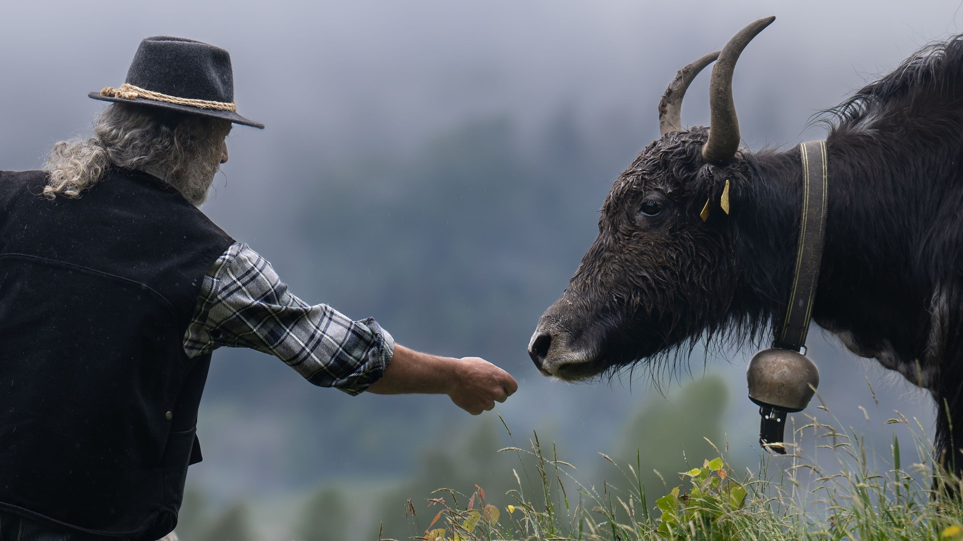 L'uomo che sussurra agli yak, in Leventina