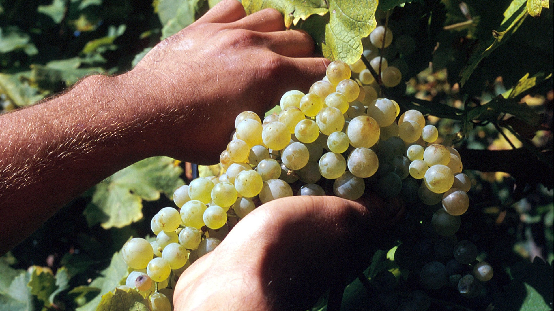 Il vino oltre la bottiglia