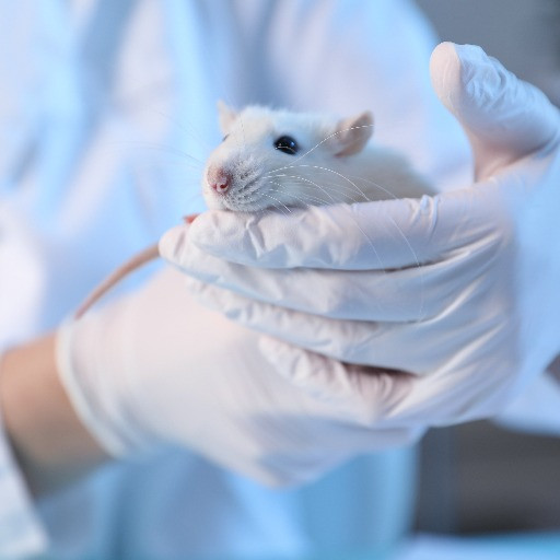 L’IA e il topo svizzero che testa i farmaci tumorali