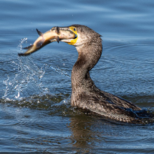 L’invasione dei cormorani nei laghi arriva a Bruxelles: «Ora servono misure drastiche»