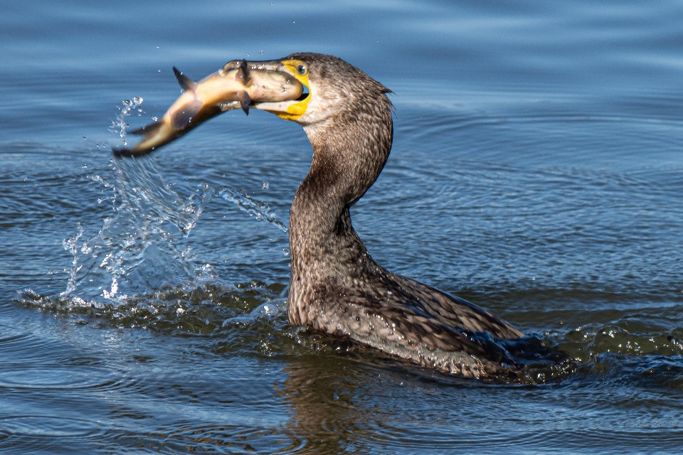 L’invasione dei cormorani nei laghi arriva a Bruxelles: «Ora servono misure drastiche»