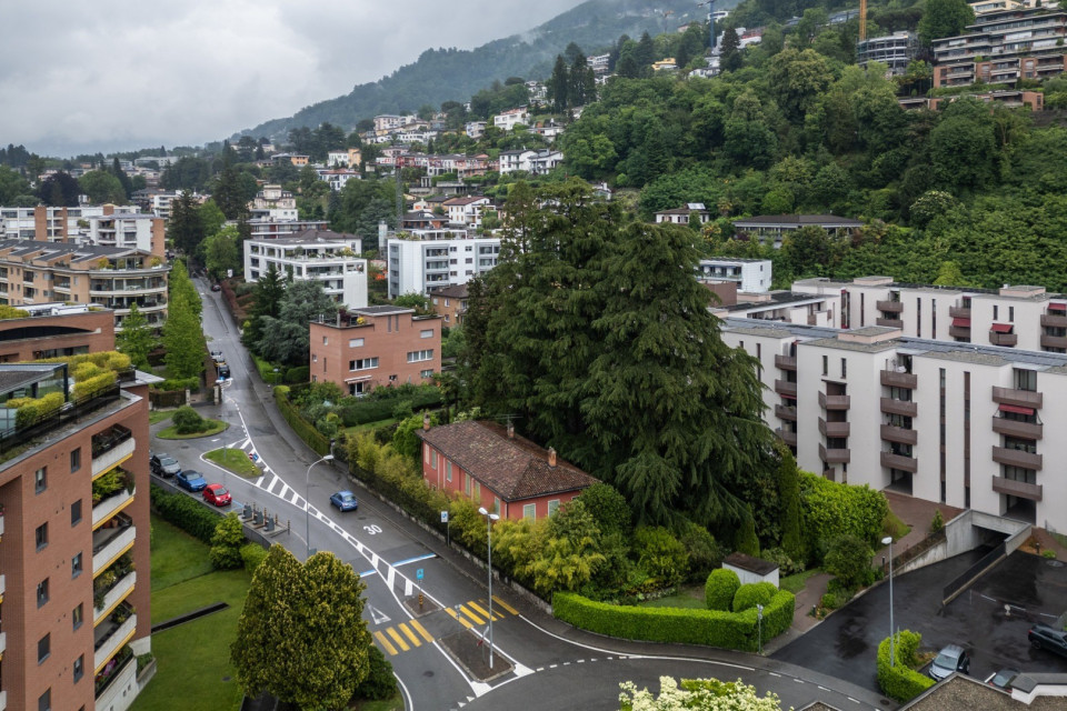 È riuscita la petizione «Salviamo gli alberi di via Pedemonte»