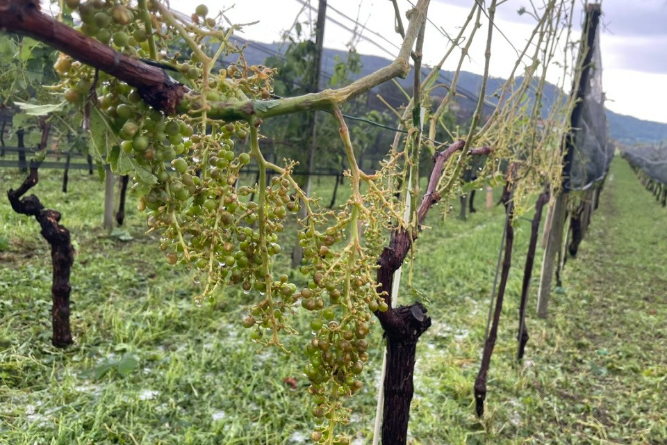 Il maltempo non risparmia i vigneti, Cadenazzi: «Grande sconforto tra i viticoltori»