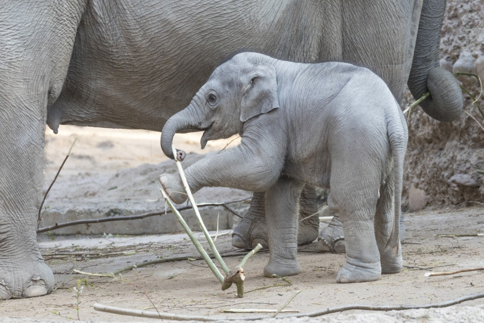 Dal 2020, quattro cuccioli di elefante sono morti allo zoo di Zurigo: perché?