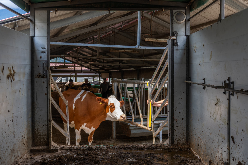 Una mucca prima del carico&nbsp;(foto Cdt - Zocchetti)