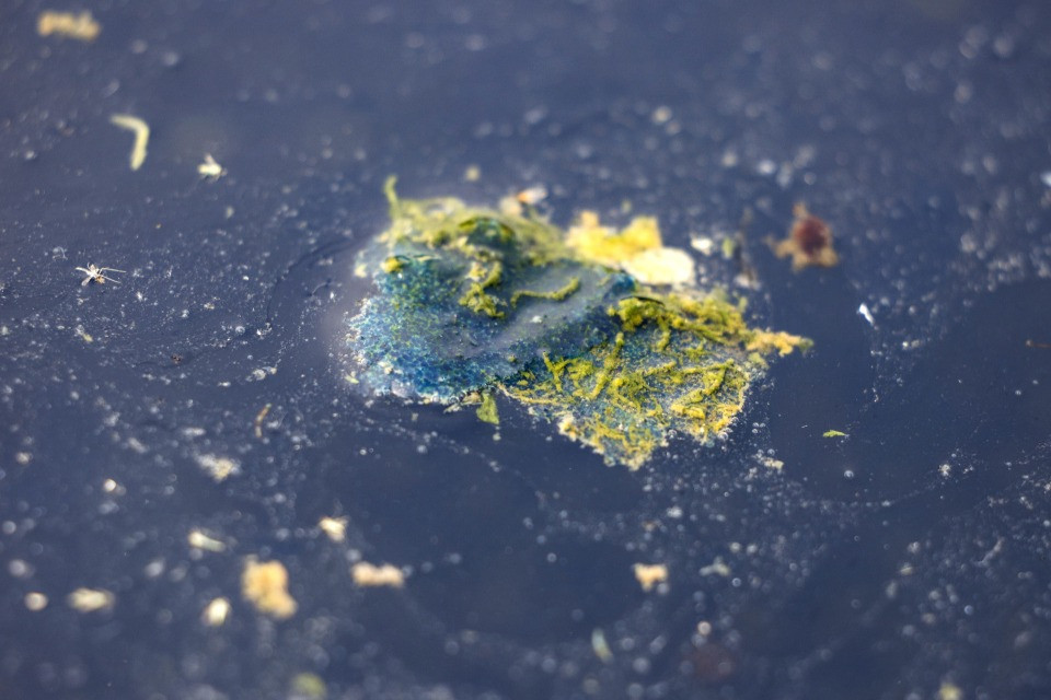 Anatre morte, accuse di vandalismo e acqua verde: che cosa sta succedendo alla «Reflecting Pool»?