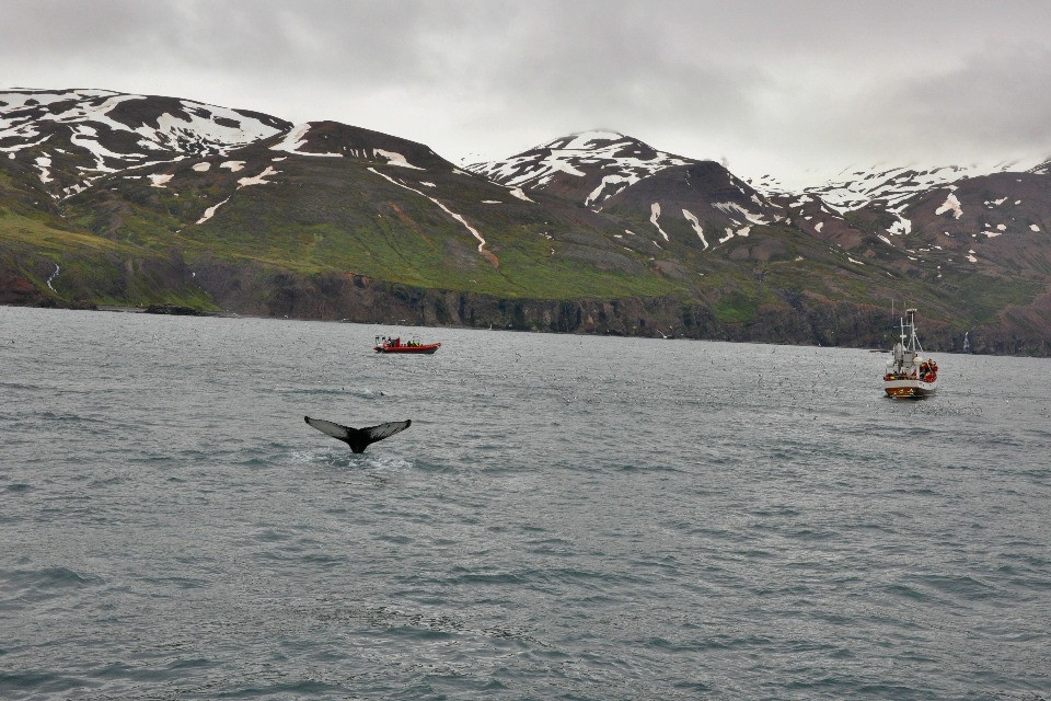 Riprende la caccia alle balene in Islanda (e si riaccende la polemica)
