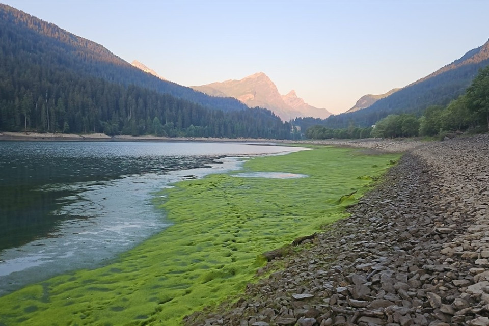 Muoiono migliaia di pesci nel lago di Sufers