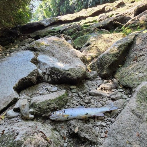 Fiumi sempre più caldi, pesci in pericolo già a giugno
