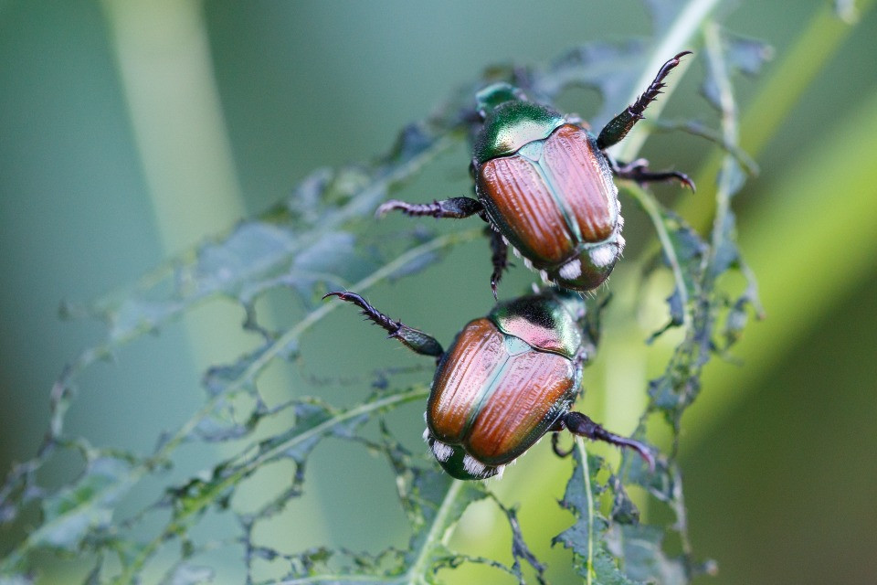 Il coleottero giapponese tiene i viticoltori del Luganese sul chi vive