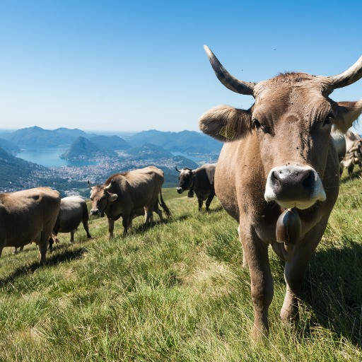 «Recinzioni virtuali e GPS per le mucche al pascolo»