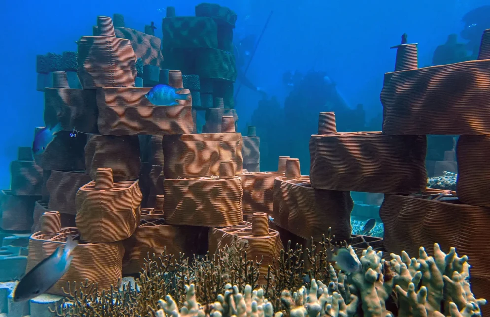 (foto rrreefs)