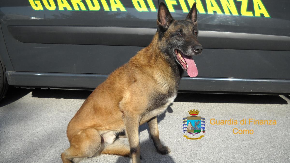 Raduno techno sul confine: sequestrata droga e nove persone segnalate al prefetto