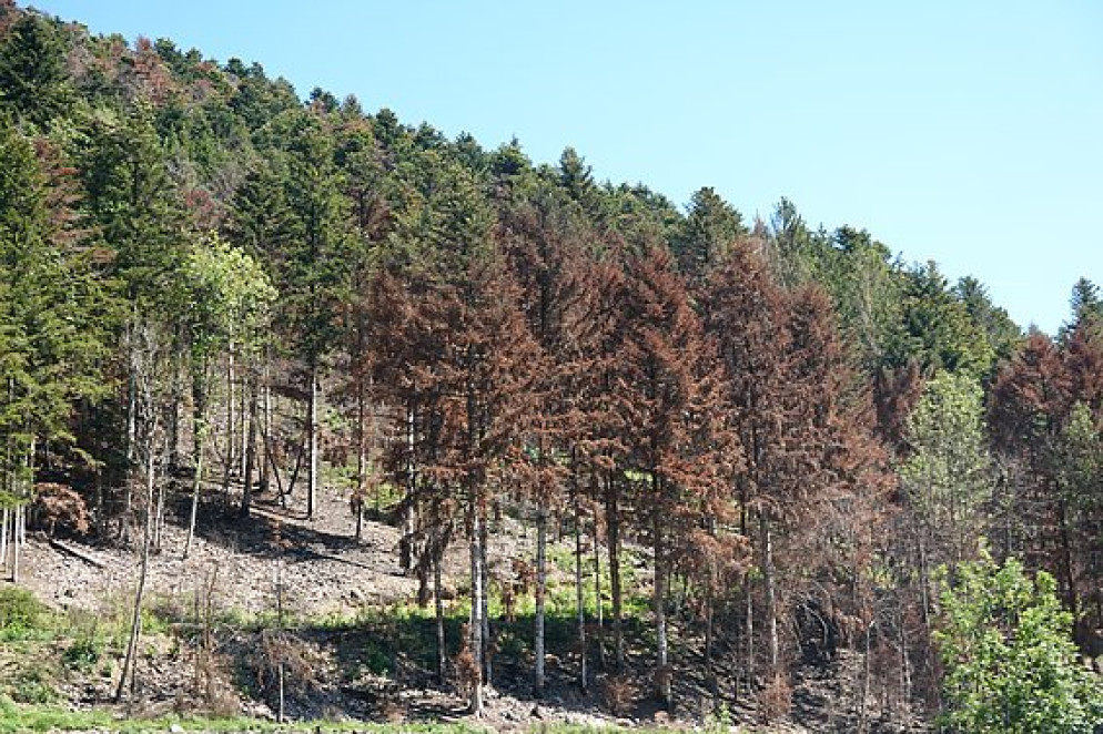 Un gruppo di abeti bianchi morti nella valle della Doller, nei Vosgi (Francia). © Christian Piedallu