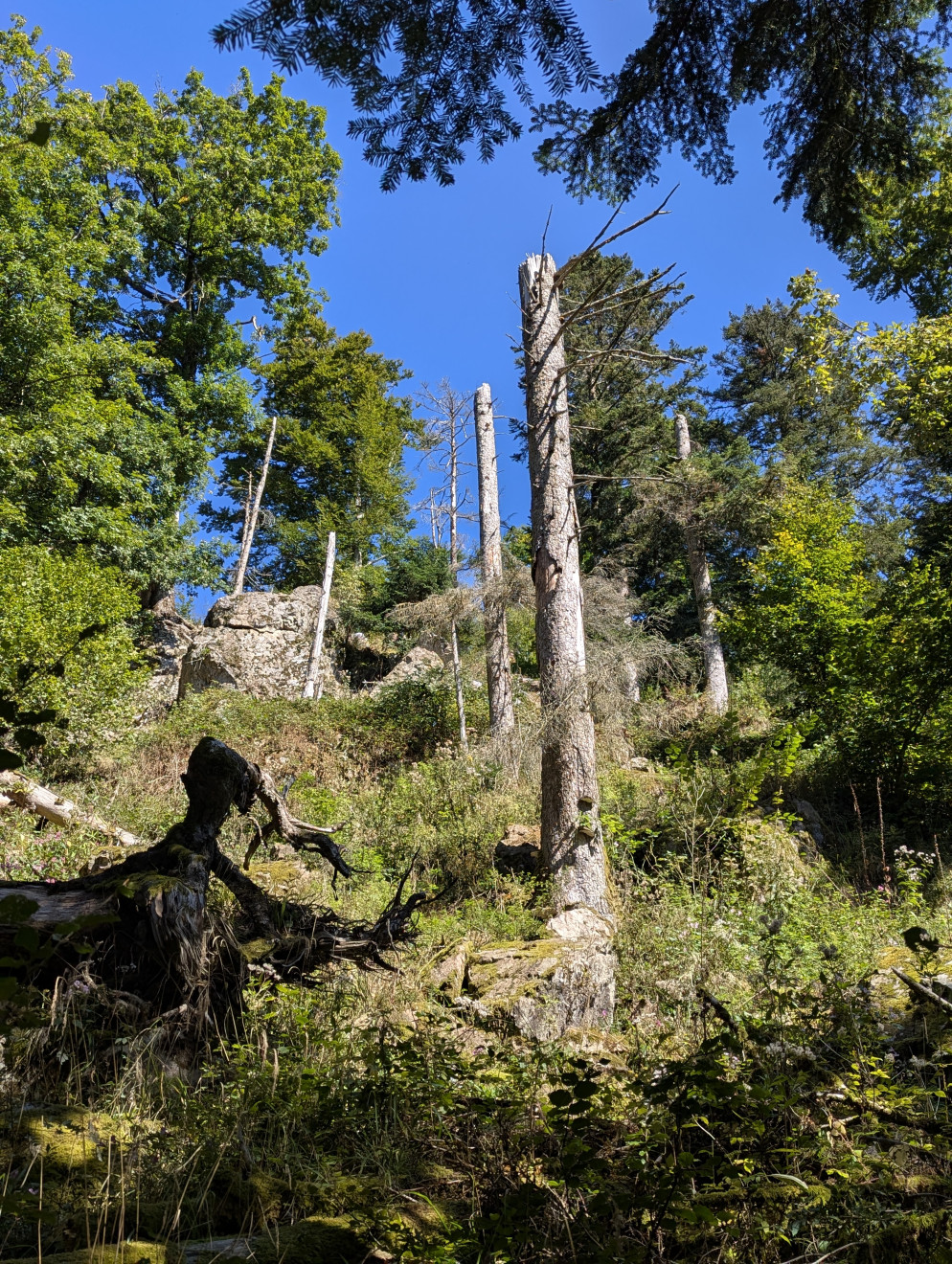 Alberi morti in un bosco misto di faggi e abeti bianchi nella valle della Doller, nei Vosgi (Francia). © Christian Piedallu