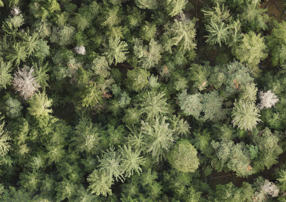 Ripresa tramite drone del bosco di Finges nei pressi dell’Illgraben, nel Vallese. Si riconoscono larici, abeti rossi e pini silvestri. © Jan Ziegler, WSL