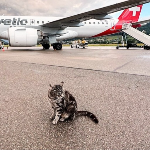 Maverick, il gatto dell'aeroporto di Berna, diventa protagonista di un libro illustrato