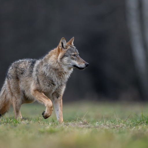 Valle di Blenio, autorizzato l'abbattimento di un lupo dopo la predazione di nove capre