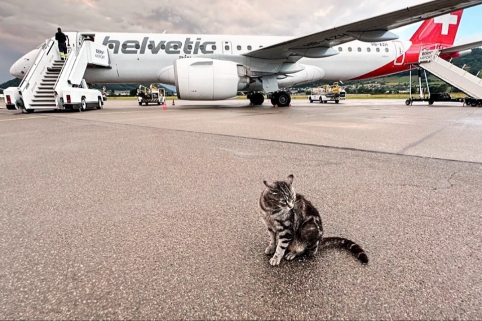Maverick, il gatto dell'aeroporto di Berna, diventa protagonista di un libro illustrato