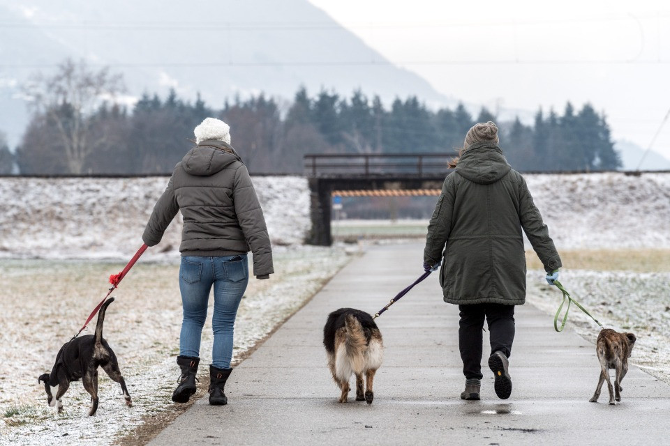 Torna il corso obbligatorio per i nuovi detentori di cani, Menegatti: «L'obiettivo è aiutare in una scelta consapevole»