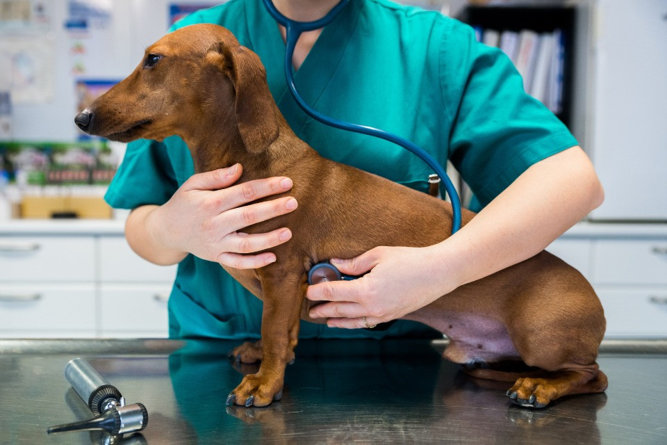 Veterinari, settore fuori controllo? «Allora non si perda altro tempo»