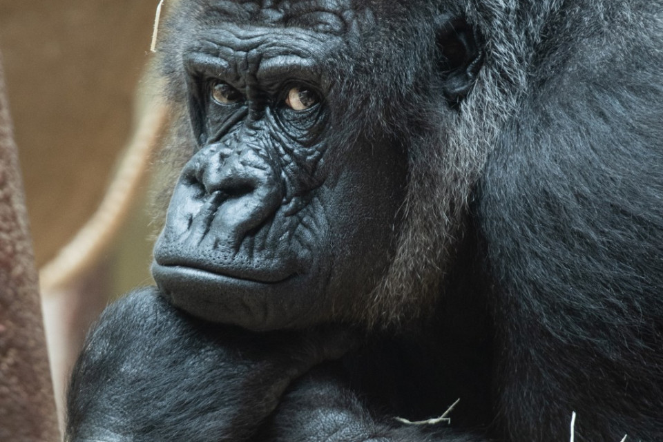 Zoo di Basilea: giovane gorilla muore per un morso del padre