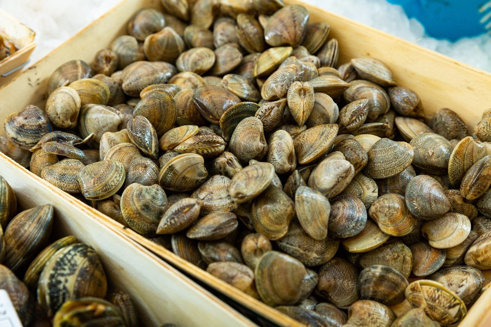 Delta del Po, l'acqua a 32 gradi decima cozze e vongole: allevamenti al collasso