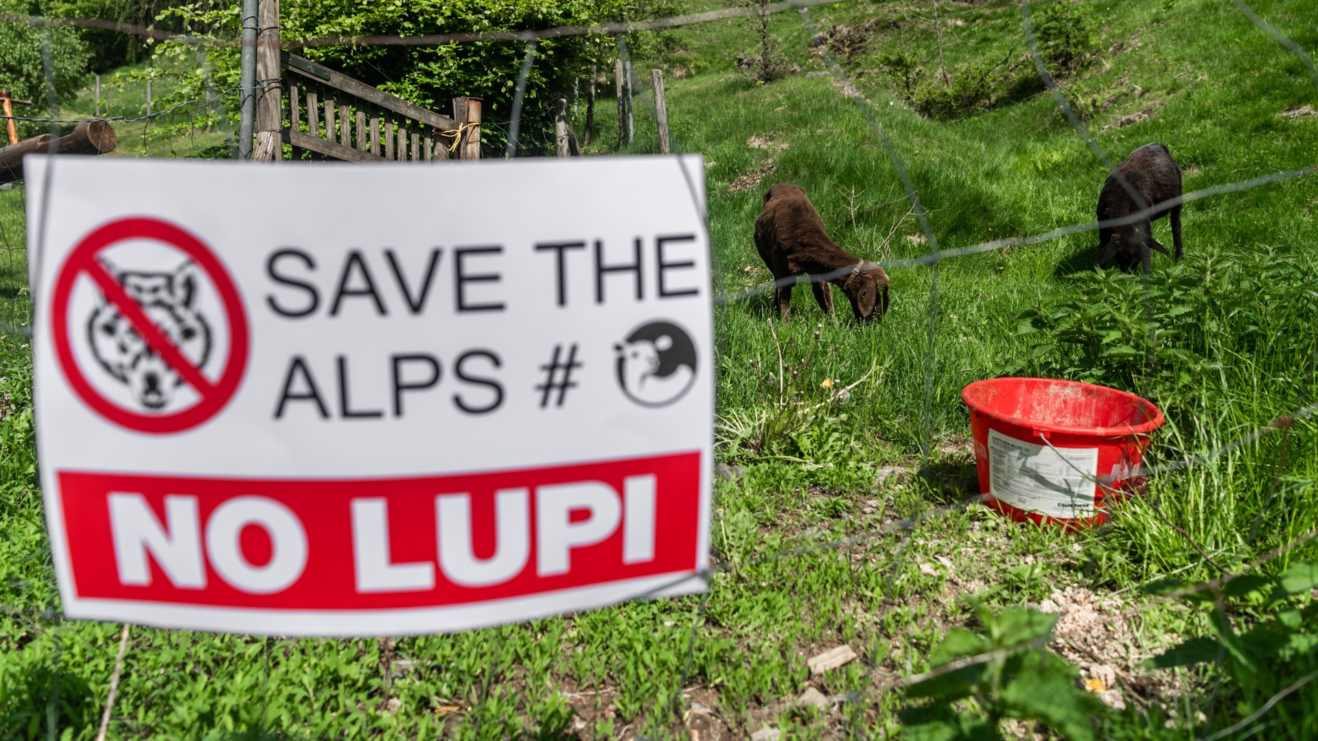 Lupo in Svizzera: una convivenza sempre più difficile da gestire